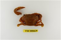 藏品(達氏短槳蟹)的圖片